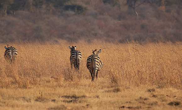 Matetsi private game reserve