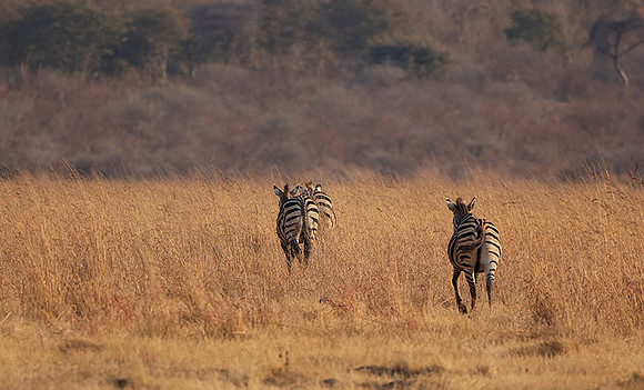 Matetsi private game reserve