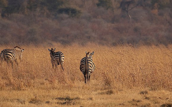 Matetsi private game reserve