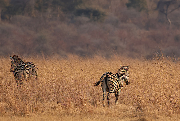 Matetsi private game reserve
