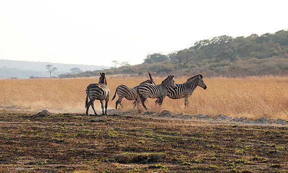 Matetsi private game reserve