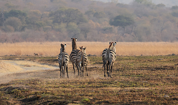 Matetsi private game reserve