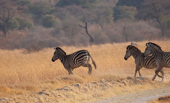 Matetsi private game reserve