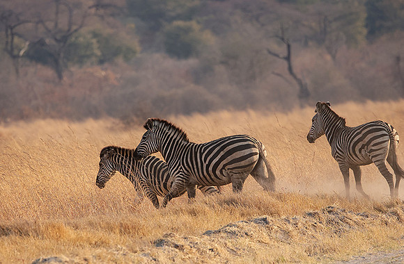 Matetsi private game reserve