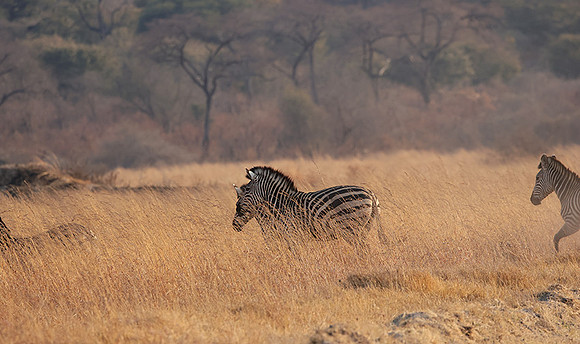 Matetsi private game reserve