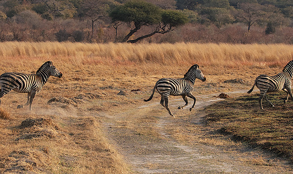 Matetsi private game reserve