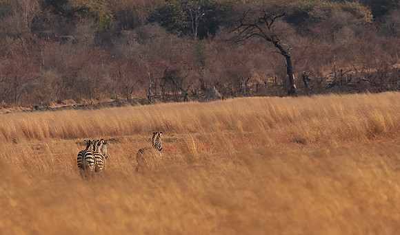 Matetsi private game reserve