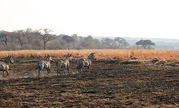 Matetsi private game reserve