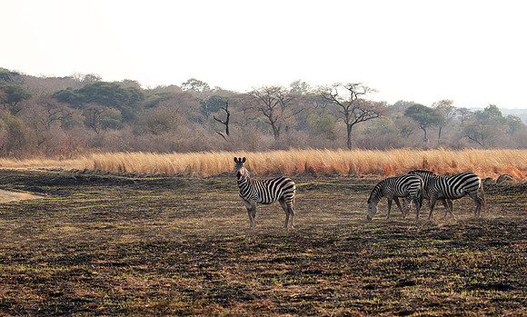 Matetsi private game reserve