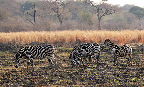 Matetsi private game reserve