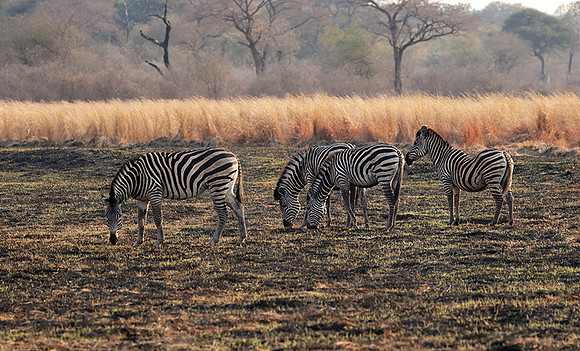 Matetsi private game reserve
