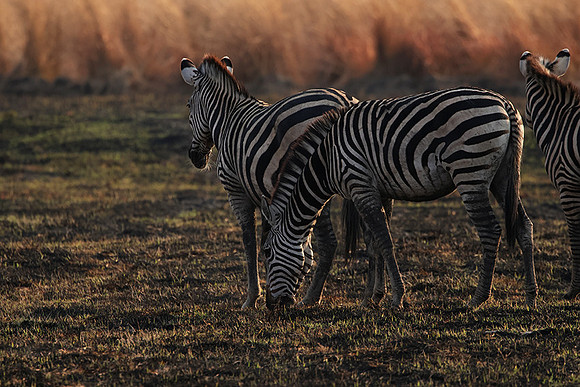 Matetsi private game reserve