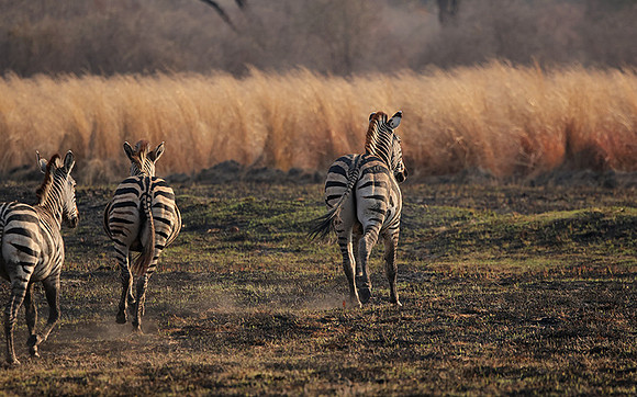 Matetsi private game reserve
