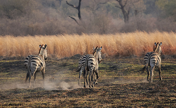 Matetsi private game reserve