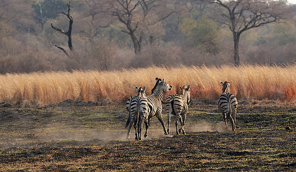 Matetsi private game reserve