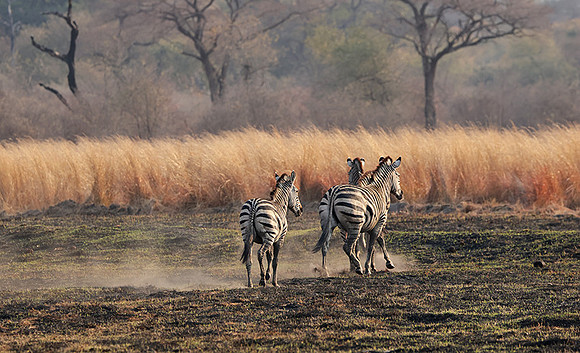 Matetsi private game reserve