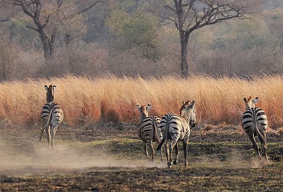 Matetsi private game reserve