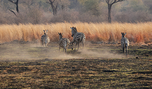 Matetsi private game reserve
