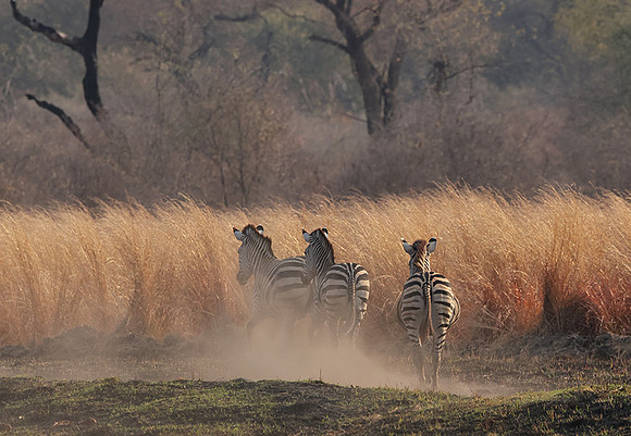 Matetsi private game reserve