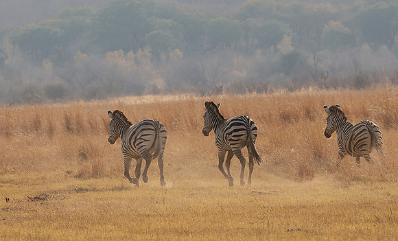Matetsi private game reserve
