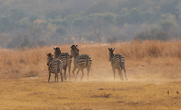 Matetsi private game reserve