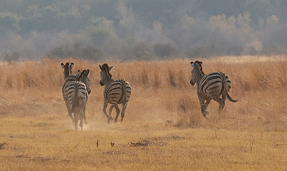 Matetsi private game reserve