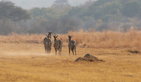 Matetsi private game reserve