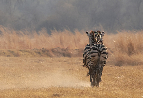 Matetsi private game reserve