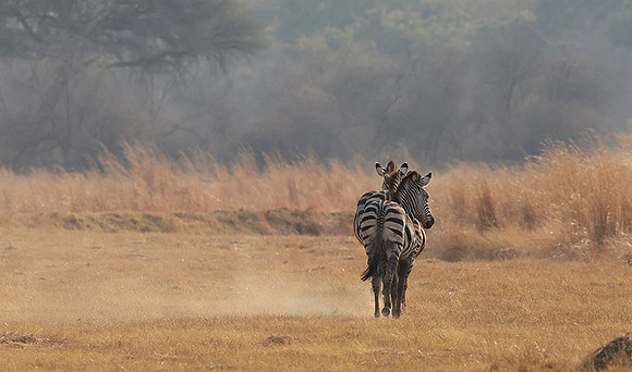 Matetsi private game reserve