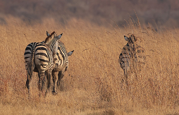 Matetsi private game reserve