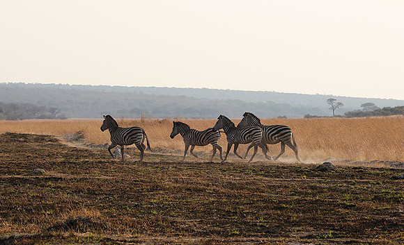 Matetsi private game reserve