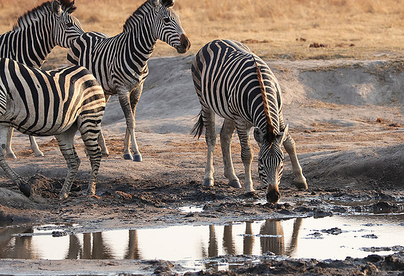 Matetsi private game reserve