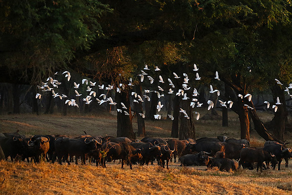Lower Zambezi