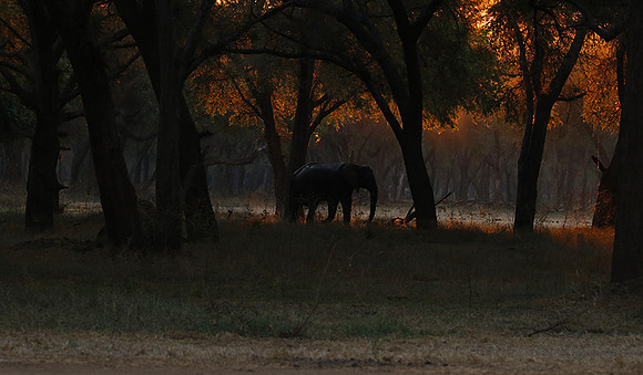 Lower Zambezi