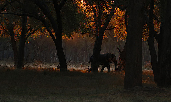 Lower Zambezi