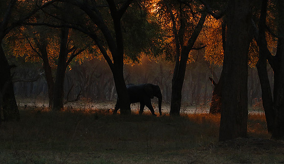 Lower Zambezi