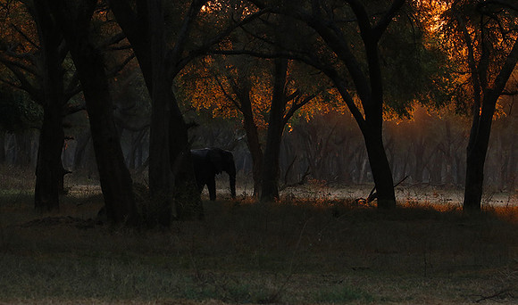Lower Zambezi