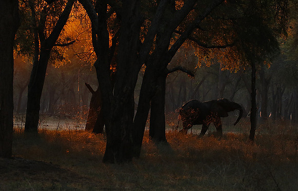 Lower Zambezi