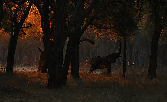Lower Zambezi