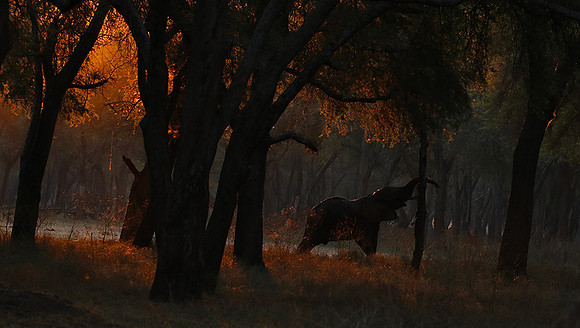 Lower Zambezi
