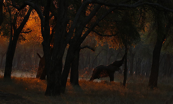 Lower Zambezi