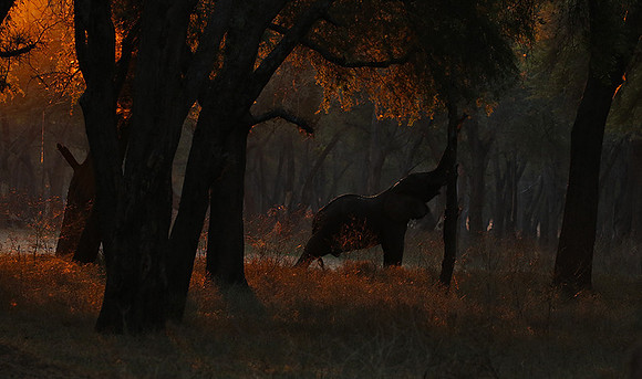 Lower Zambezi
