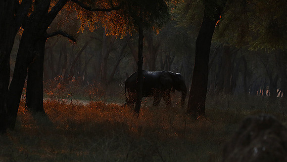 Lower Zambezi