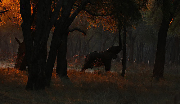 Lower Zambezi