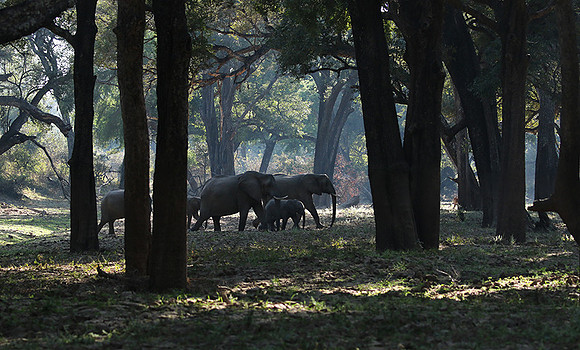 South luangwa