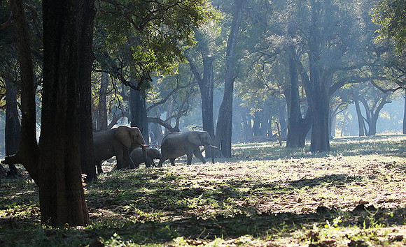South luangwa