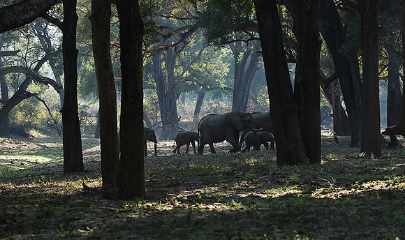 South luangwa