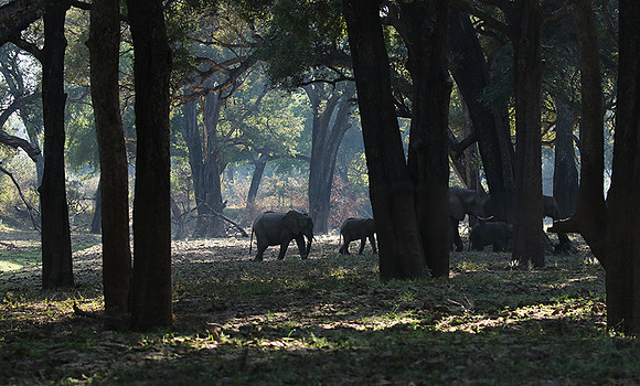 South luangwa