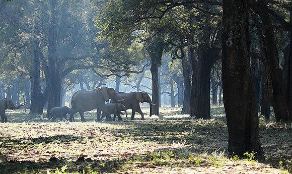 South luangwa