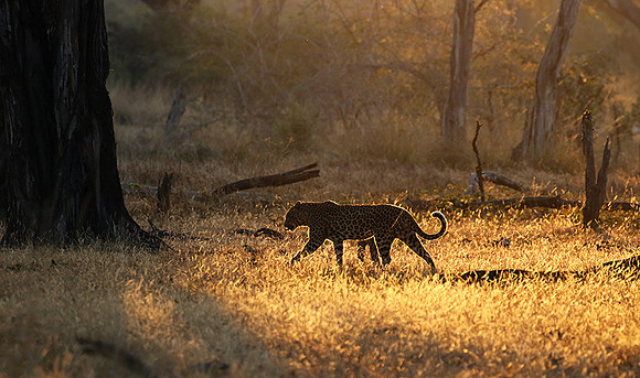 South Luangwa
